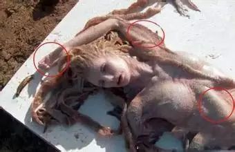 有人拍到美人鱼:真实存在的生物美人鱼真身太吓人 有人拍到美人鱼:真实存在的生物美人鱼真身太吓人
