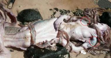 有人拍到美人鱼:真实存在的生物美人鱼真身太吓人 有人拍到美人鱼:真实存在的生物美人鱼真身太吓人