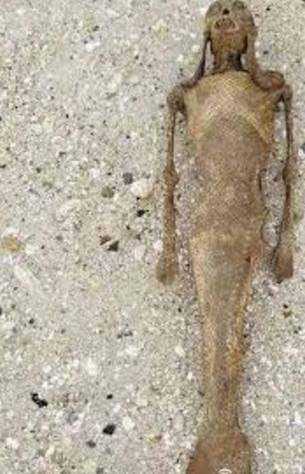 有人拍到美人鱼:真实存在的生物美人鱼真身太吓人 有人拍到美人鱼:真实存在的生物美人鱼真身太吓人