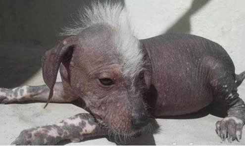 最难看的狗：最丑狗狗图片,但是它们很温柔