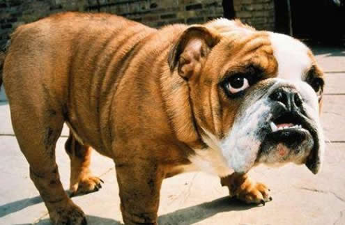 最难看的狗：最丑狗狗图片,但是它们很温柔