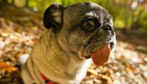 最难看的狗：最丑狗狗图片,但是它们很温柔