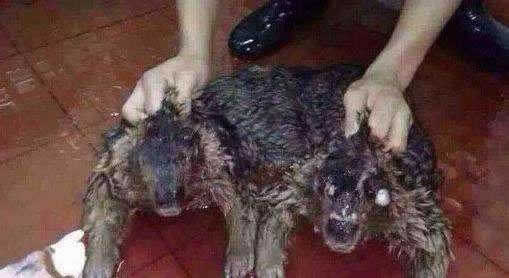 水猴子真的存在吗真身竟是这一物：关于水猴子的传说