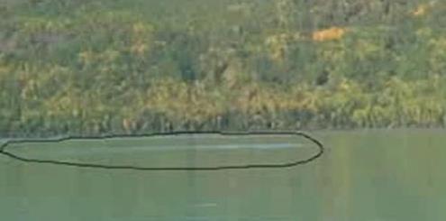 喀纳斯湖水怪图片:传说中的喀纳斯湖水怪真身竟是它 喀纳斯湖水怪图片:传说中的喀纳斯湖水怪真身竟是它