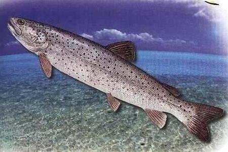 喀纳斯湖水怪图片:传说中的喀纳斯湖水怪真身竟是它 喀纳斯湖水怪图片:传说中的喀纳斯湖水怪真身竟是它