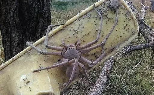 巨蜘蛛世界上最大的蜘蛛图片最诡异的人面蜘蛛