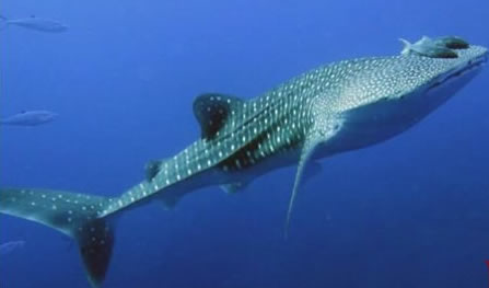 世界上最大的鱼鲸鲨对比世界上最小的鱼侏儒虾虎鱼 世界上最大的鱼鲸鲨对比世界上最小的鱼侏儒虾虎鱼