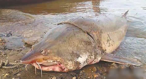 世界上最大的鱼鲸鲨对比世界上最小的鱼侏儒虾虎鱼 世界上最大的鱼鲸鲨对比世界上最小的鱼侏儒虾虎鱼