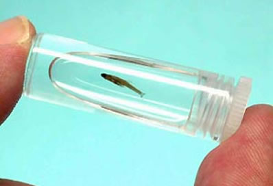 世界上最大的鱼鲸鲨对比世界上最小的鱼侏儒虾虎鱼 世界上最大的鱼鲸鲨对比世界上最小的鱼侏儒虾虎鱼