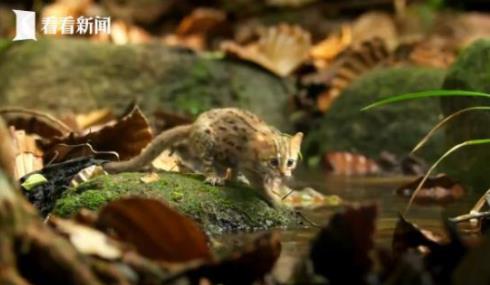 世界上最小的猫：《大猫》纪录片讲述最小野外的猫