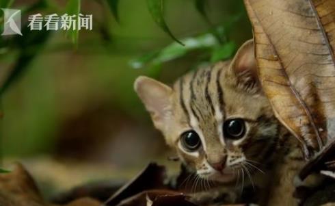 世界上最小的猫：《大猫》纪录片讲述最小野外的猫
