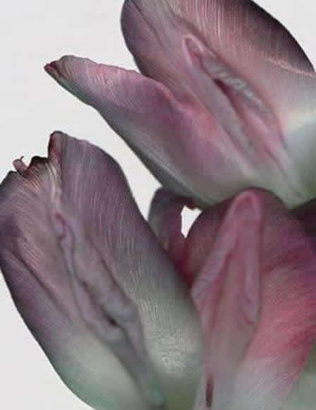 上古十大名器女子：女人十大万里挑一的外阴形状花朵图