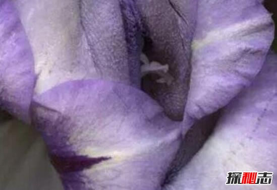 上古十大名器女子：女人十大万里挑一的外阴形状花朵图