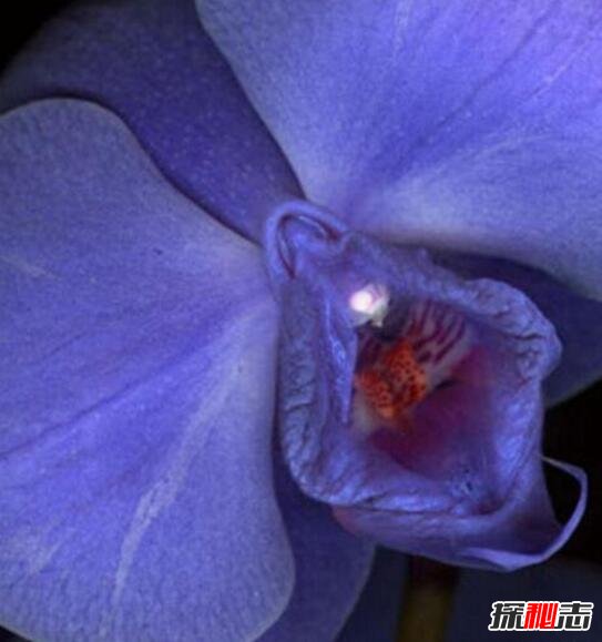 上古十大名器女子：女人十大万里挑一的外阴形状花朵图