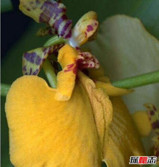 上古十大名器女子：女人十大万里挑一的外阴形状花朵图