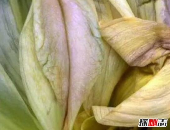 上古十大名器女子：女人十大万里挑一的外阴形状花朵图