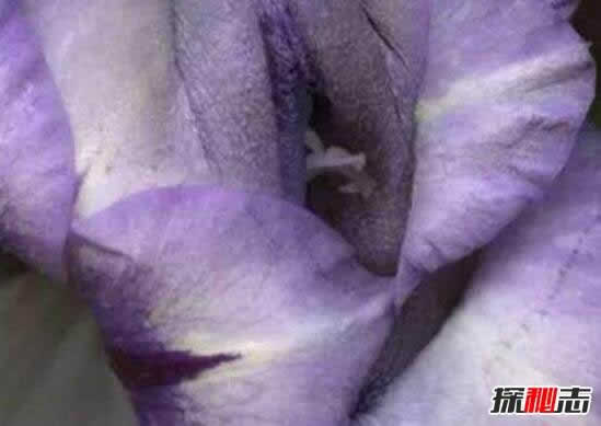 上古十大名器女子：女人十大万里挑一的外阴形状花朵图