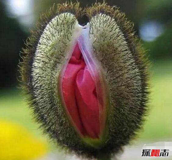 上古十大名器女子：女人十大万里挑一的外阴形状花朵图