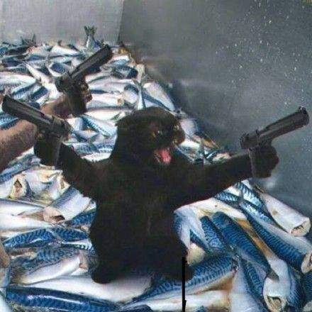 不许动我的小鱼干