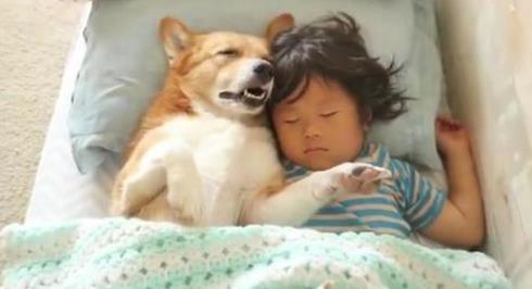 狗狗和宝宝在房间里玩：看到一幕笑翻了（图）