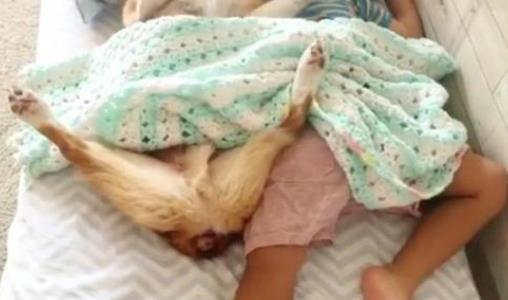 狗狗和宝宝在房间里玩：看到一幕笑翻了（图）