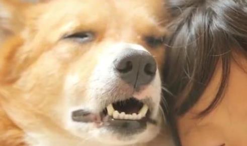 狗狗和宝宝在房间里玩：看到一幕笑翻了（图）