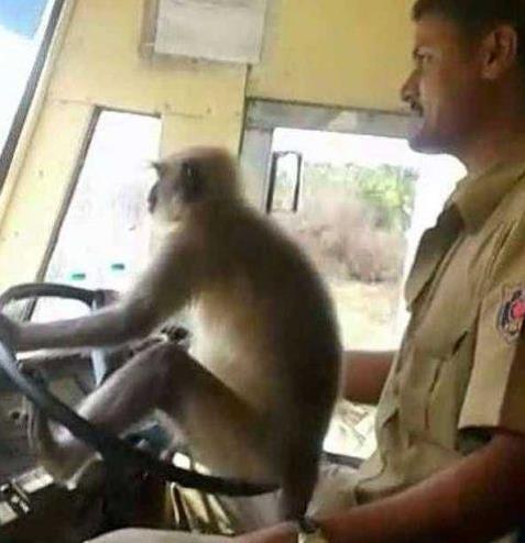 司机让猴子开公交:罕见的一幕猿猴的驾驶技术画面 司机让猴子开公交:罕见的一幕猿猴的驾驶技术画面