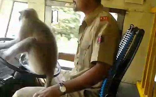 司机让猴子开公交:罕见的一幕猿猴的驾驶技术画面 司机让猴子开公交:罕见的一幕猿猴的驾驶技术画面