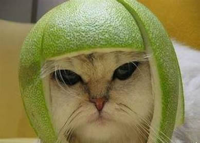 绿帽子的由来：出轨就说戴了绿帽子是怎么回事