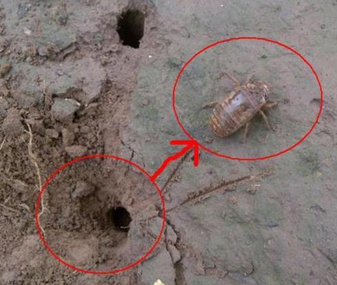 知了猴农村孩子知道的：知了猴生长过程及食用好处禁忌