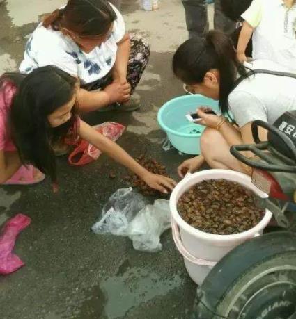 知了猴农村孩子知道的：知了猴生长过程及食用好处禁忌