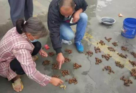 知了猴农村孩子知道的：知了猴生长过程及食用好处禁忌