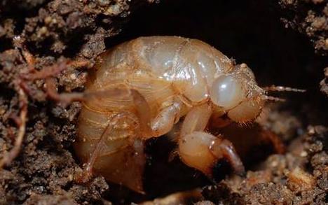 知了猴农村孩子知道的：知了猴生长过程及食用好处禁忌