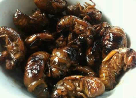 知了猴农村孩子知道的：知了猴生长过程及食用好处禁忌