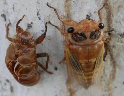 知了猴有大有小图片：知了猴各地叫法名称盘点