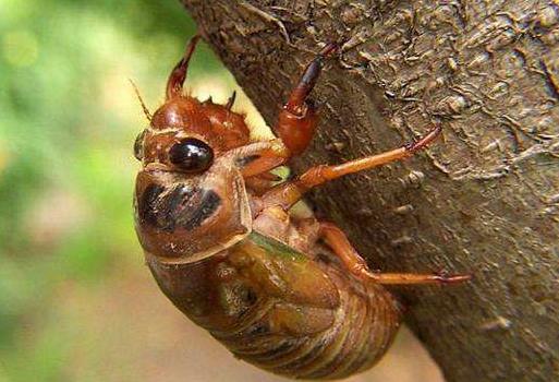 知了猴有大有小图片：知了猴各地叫法名称盘点