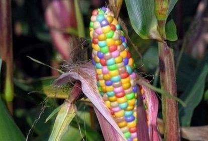 转基因是什么意思:非转基因又是什么意思安全性如何 转基因是什么意思:非转基因又是什么意思安全性如何