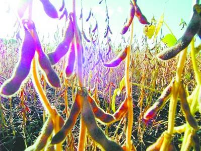 转基因是什么意思:非转基因又是什么意思安全性如何 转基因是什么意思:非转基因又是什么意思安全性如何