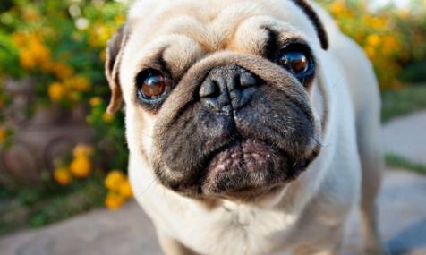 十大忠诚的狗排名:价格便宜宠物狗及特征介绍 十大忠诚的狗排名:价格便宜宠物狗及特征介绍