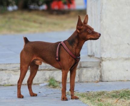 十大忠诚的狗排名:价格便宜宠物狗及特征介绍 十大忠诚的狗排名:价格便宜宠物狗及特征介绍