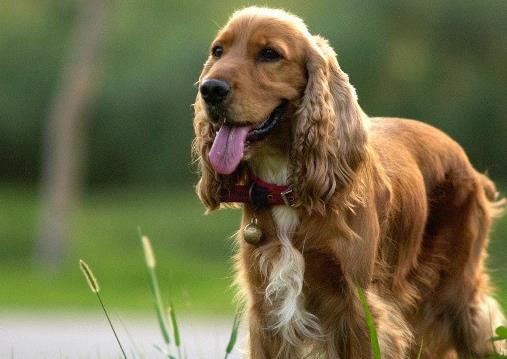 十大忠诚的狗排名:价格便宜宠物狗及特征介绍 十大忠诚的狗排名:价格便宜宠物狗及特征介绍