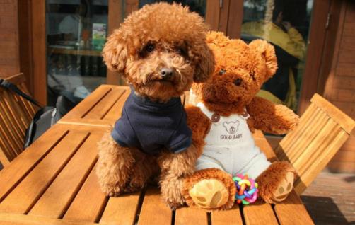 十大忠诚的狗排名:价格便宜宠物狗及特征介绍 十大忠诚的狗排名:价格便宜宠物狗及特征介绍