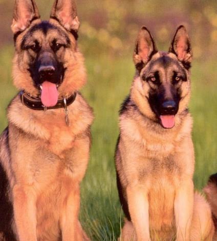 十大忠诚的狗排名：价格便宜宠物狗及特征介绍