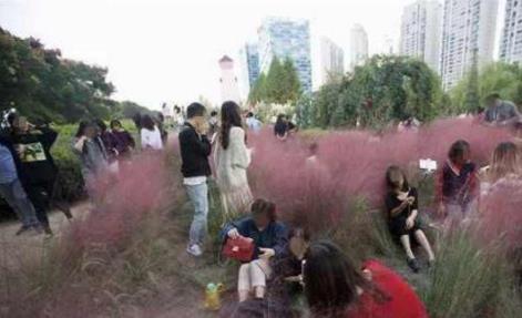 网红花海被踩踏割除：粉黛花期两个半月才开14天（图）