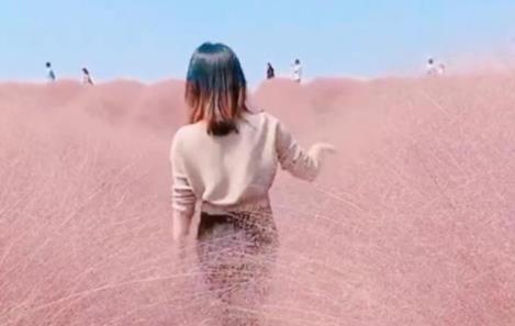 网红花海被踩踏割除：粉黛花期两个半月才开14天（图）