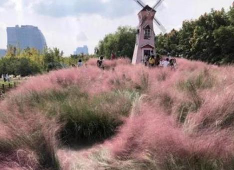 网红花海被踩踏割除：粉黛花期两个半月才开14天（图）