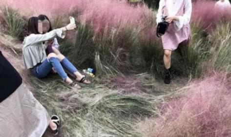 网红花海被踩踏割除：粉黛花期两个半月才开14天（图）