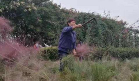 网红花海被踩踏割除：粉黛花期两个半月才开14天（图）