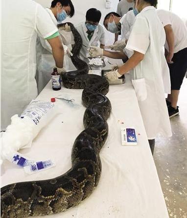 工地挖出受伤大蟒蛇：伤口外皮被撕开已紧急救治