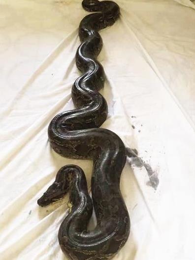 受伤的黑尾蟒受伤的黑尾蟒海口市陆生野生动物救护中心主任,海南热带